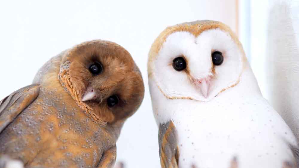 メンフクロウが2羽