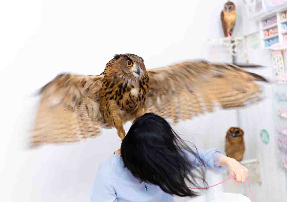 ユーラシアワシミミズクと女性