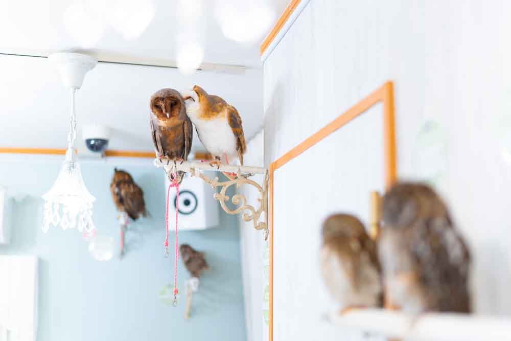 メンフクロウがキスしている写真