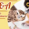 メガネフクロウとアナホリフクロウ