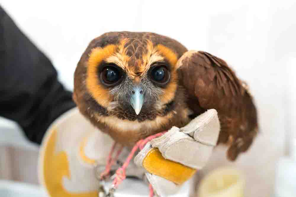 オオフクロウ