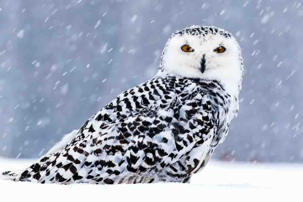 シロフクロウが雪の中にいる写真