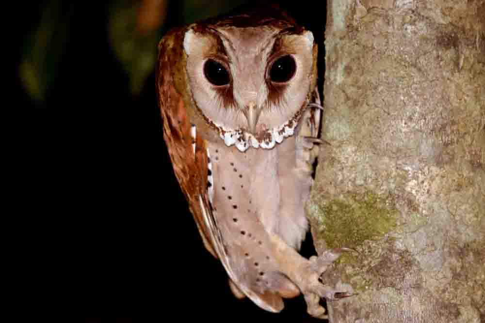 コンゴニセメンフクロウ ITOMBWE OWL Tyto prigoginei