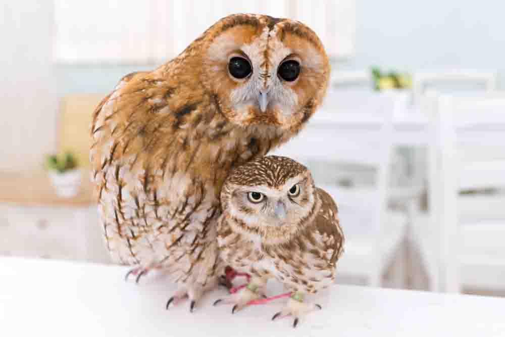 モリフクロウとコキンメフクロウ