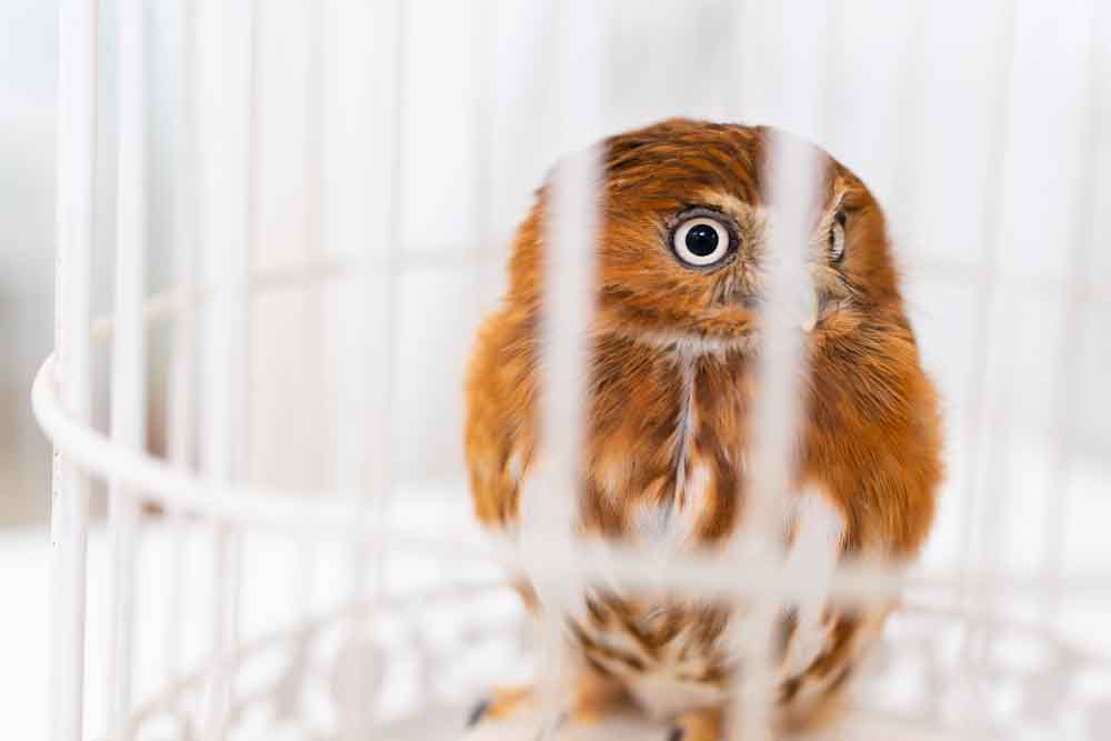 アカスズメフクロウ