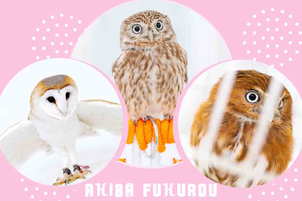 フクロウ係留飼育