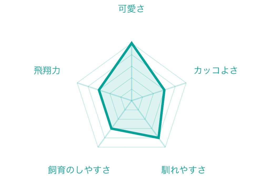 メガネフクロウ